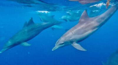 Mnemba Atoll, Spice farm, Jozani forest & Lunch