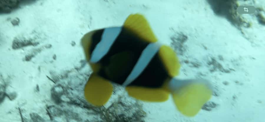 Zanzibar: Mnemba Atoll, Spice farm, Jozani forest & Lunch - The long transfers shape the experience