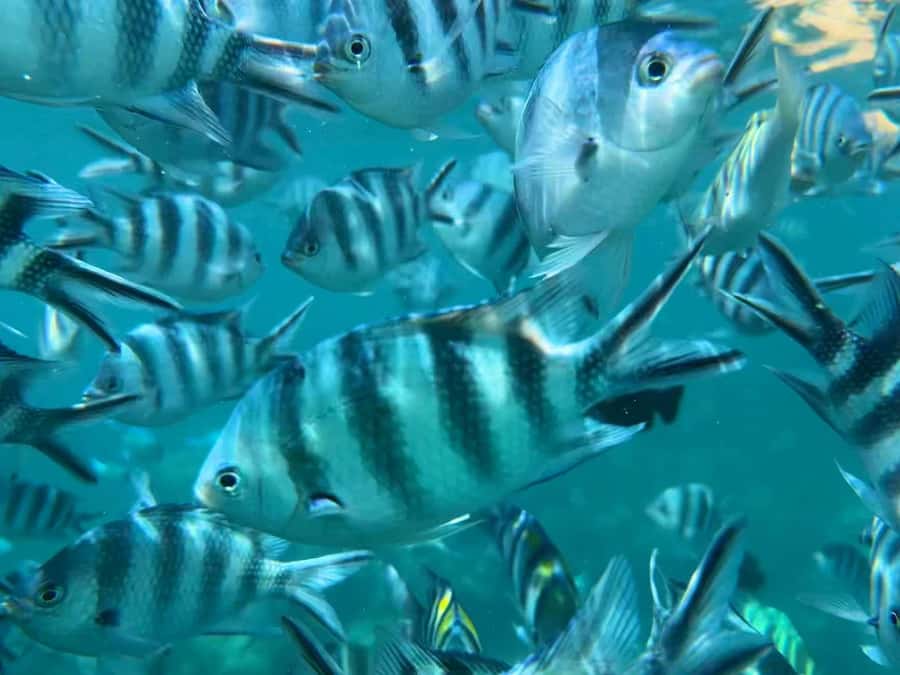 Zanzibar: Mnemba Atoll, Spice farm, Jozani forest & Lunch - Who will enjoy this Zanzibar day trip?