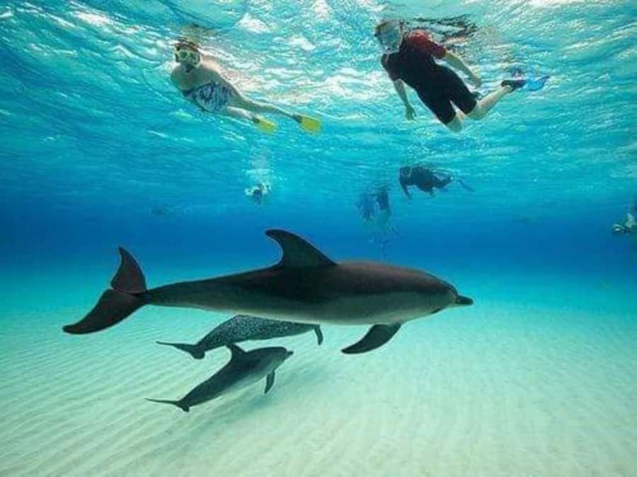 ZANZIBAR : Mnemba Dolphin and Snorkeling Tour - From hotel pickup to the Nungwi departure