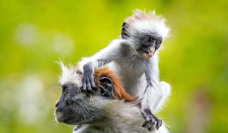Zanzibar: Mnemba Island Atoll Guided Day Trip - Jozani Forest and Zanzibar’s red colobus monkeys