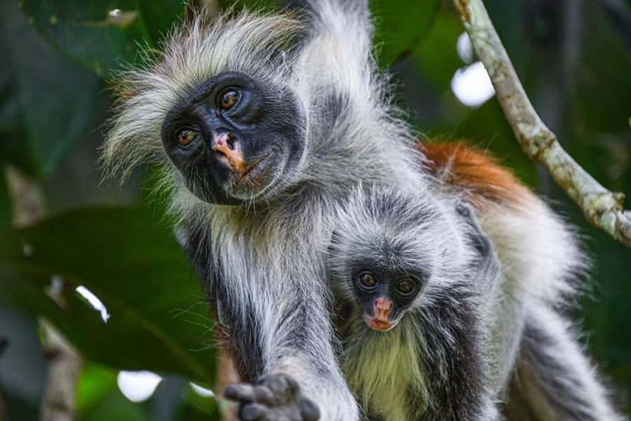 Zanzibar: Mnemba Island Atoll Guided Day Trip - Mnemba Atoll, dolphins, and the sandbank