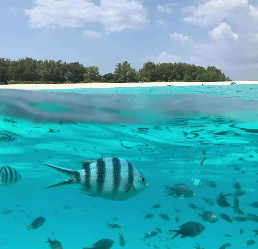 Zanzibar: Mnemba Island Dolphin and Snorkeling Tour - Snorkeling around Mnemba Atoll