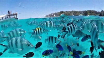 Mnemba Island Dolphin and Snorkeling Tour