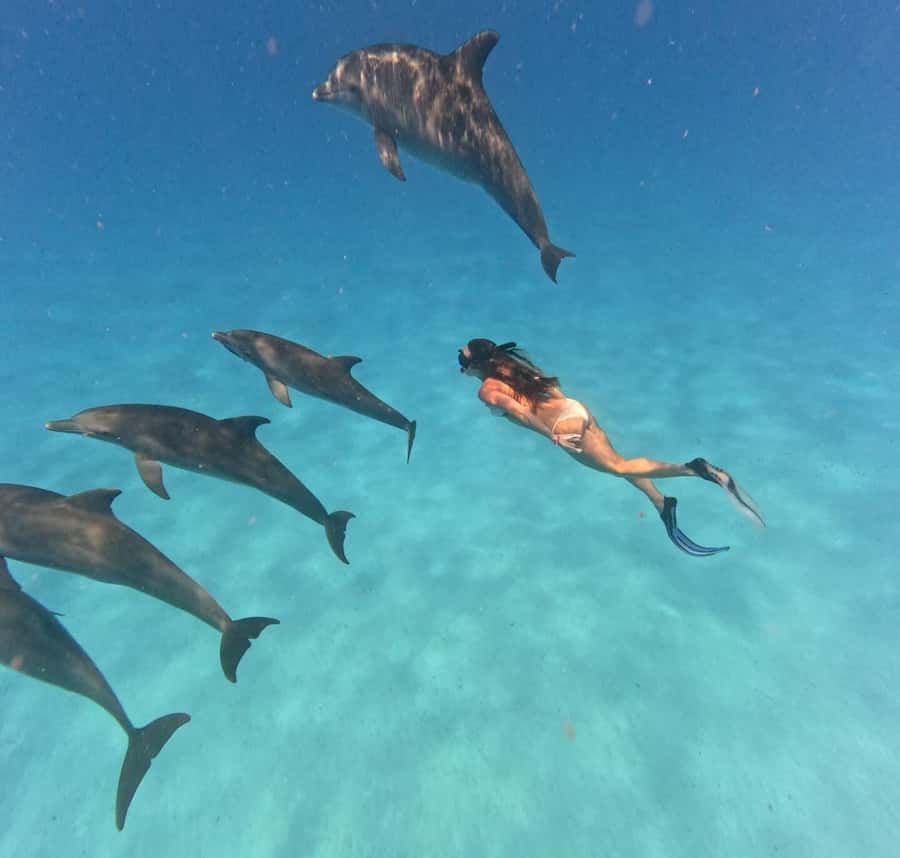 Zanzibar: Mnemba Island&Dolphin Swim With Optional Lunch - Key points to know before booking