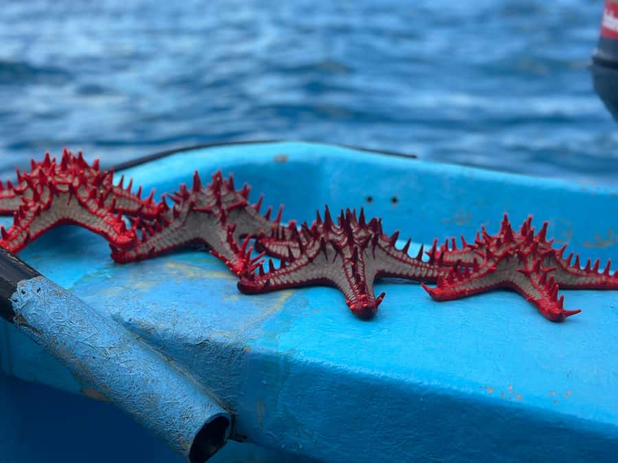 Zanzibar: Mnemba Island&Dolphin Swim With Optional Lunch - Who should book this trip
