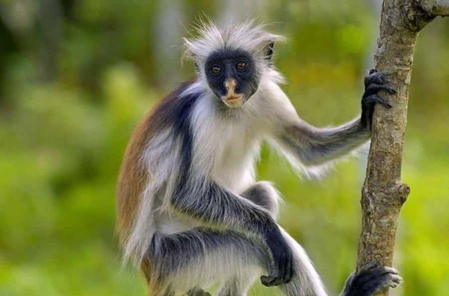 Zanzibar: Mnemba Island & Jozani Forest Tour with Turtles - The mangrove bridge and wetland habitat