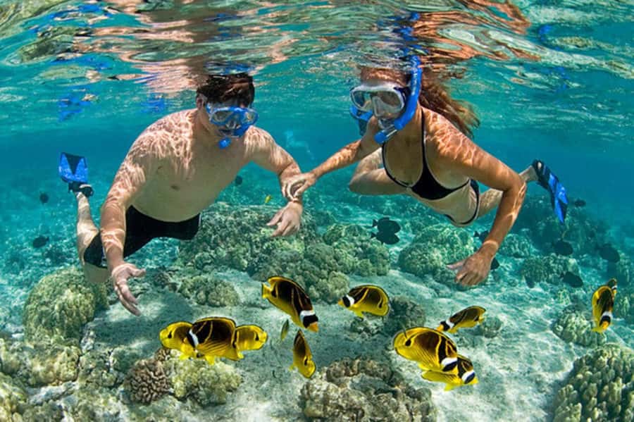 Zanzibar: Mnemba Island & Jozani Forest Tour with Turtles - Swimming with sea turtles
