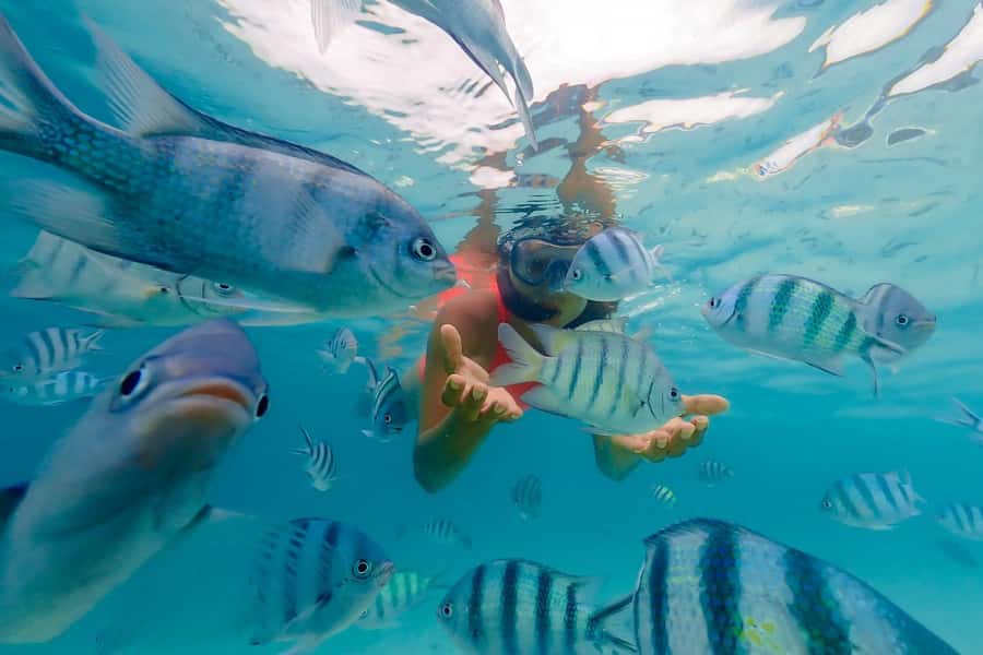 Zanzibar: Mnemba Island Snorkeling and Dolphin Tour - Key points at a glance
