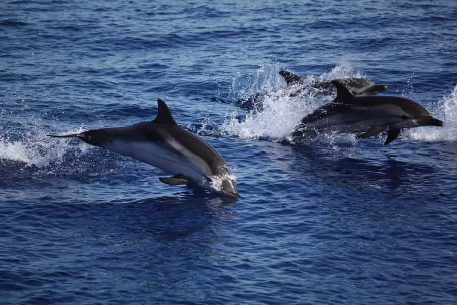 Zanzibar: Mnemba Island Snorkeling and Dolphin Tour - Why this Zanzibar boat trip works so well