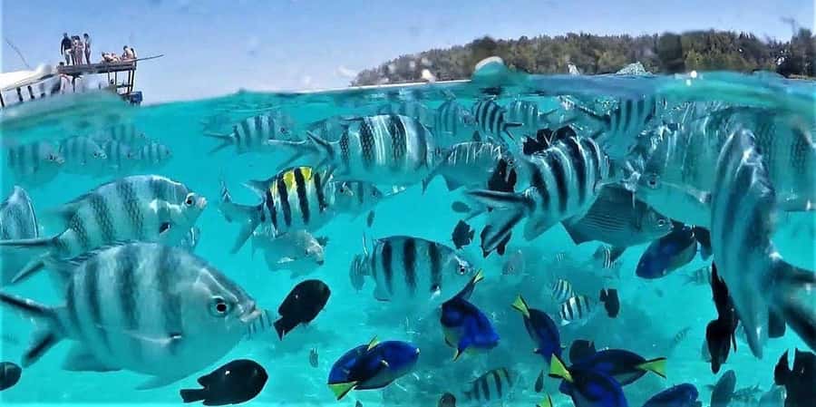 Zanzibar: Mnemba Island Snorkeling and Dolphin Tour - Searching for dolphins in the Indian Ocean