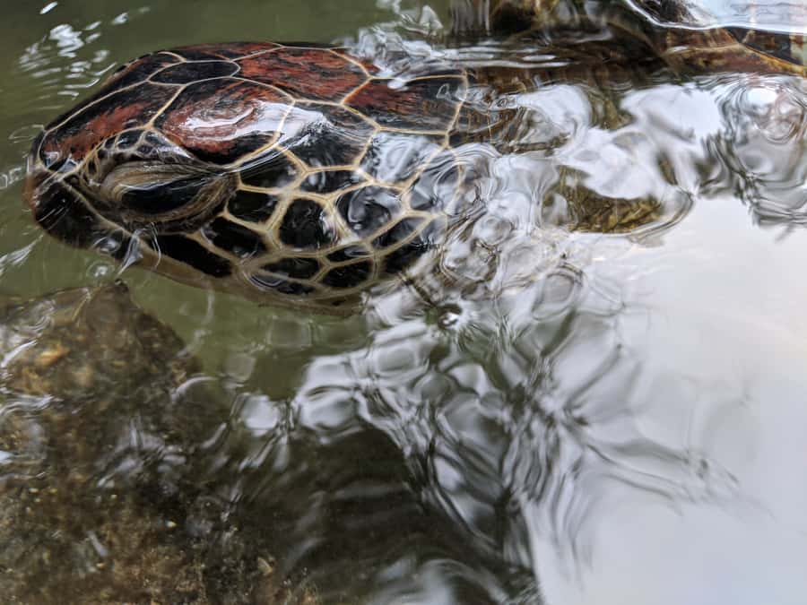 Zanzibar: North Coast and Turtle Sanctuary Tour - The guide can make the road time worthwhile