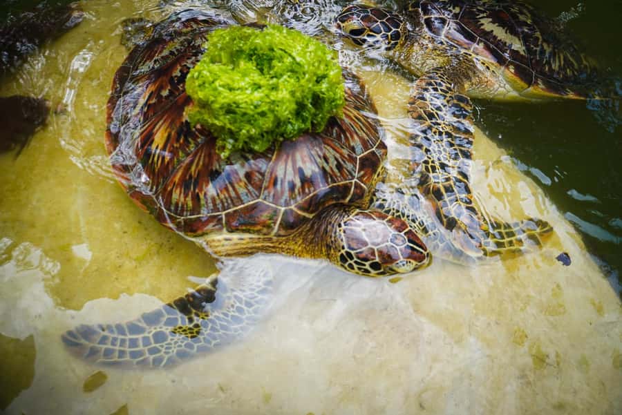 Zanzibar: Nungwi Turtle Aquarium Guided Half-Day Trip - What the aquarium visit feels like