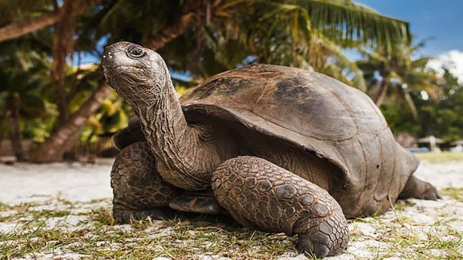 Zanzibar: Prison Island and Nakupenda Sandbank - Meeting the giant Aldabra tortoises
