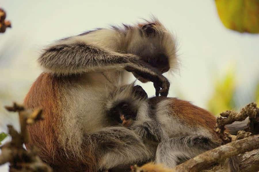 Zanzibar: Prison Island, Monkeys, and Kuza Cave Private Tour - Who should book this private tour