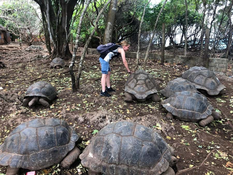 Zanzibar: Prison Island, Stone Town, & Spice Farm Tour - Why this Zanzibar day trip works