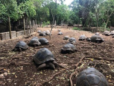 Prison Island, Stone Town, & Spice Farm Tour