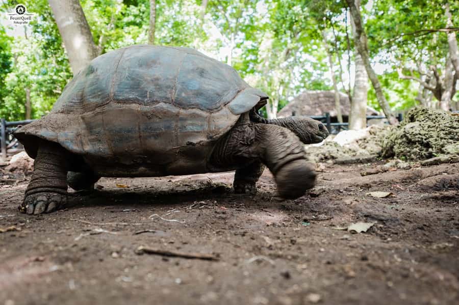 Zanzibar: Prison Island, Tortoise, Jozani Forest Guided Tour - Who will enjoy this day most