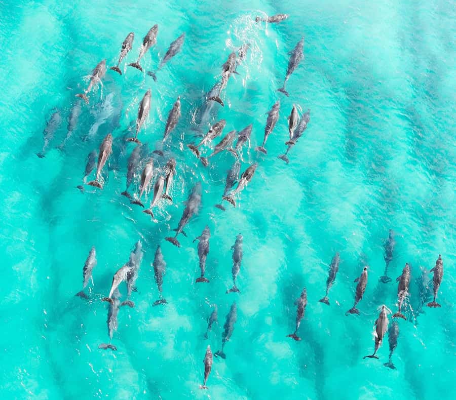 Zanzibar: Private Sail to Pungume Sandbank with BBQ Lunch - Searching for dolphins off Kizimkazi