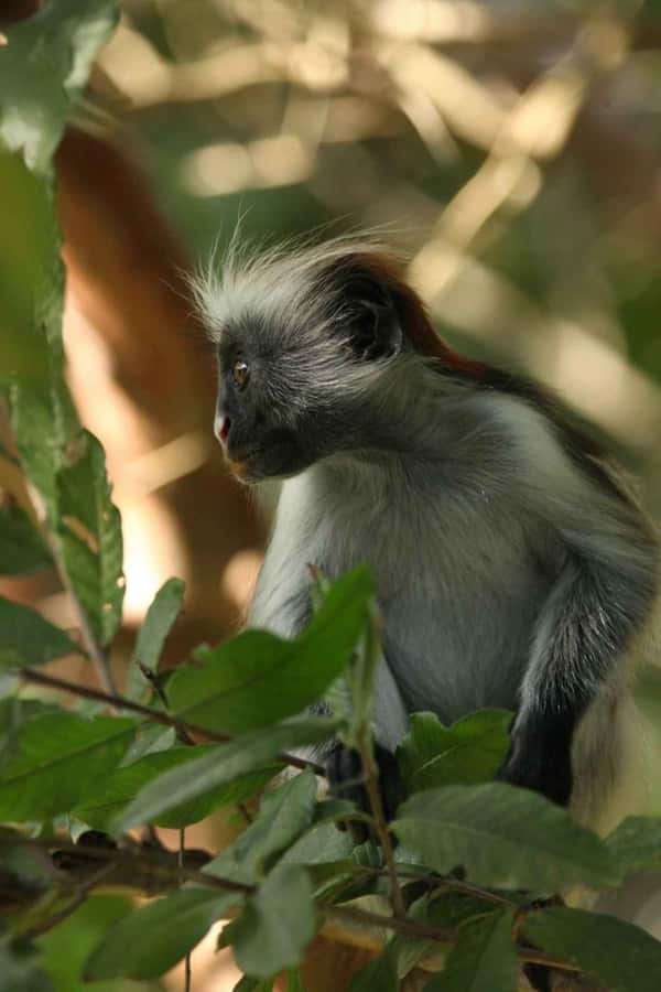 Zanzibar: Red Colobus Monkeys in Jozani Forest Guided Tour - Key points before you book