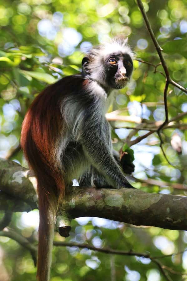 Zanzibar: Red Colobus Monkeys in Jozani Forest Guided Tour - Walking through the monkey area