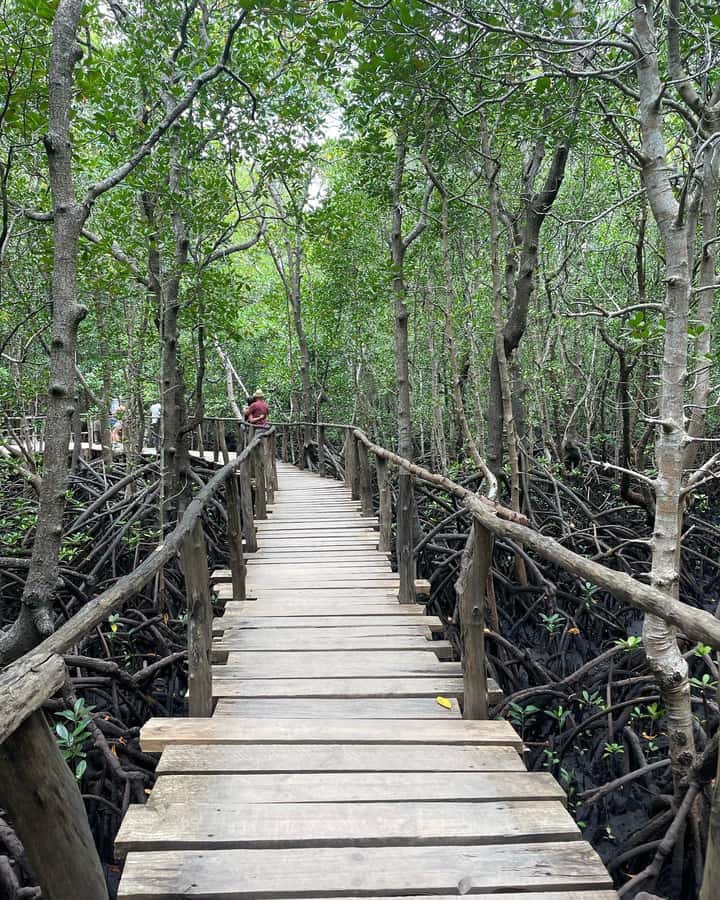 Zanzibar: Red Colobus Monkeys in Jozani Forest Guided Tour - A quiet walk through the mangroves