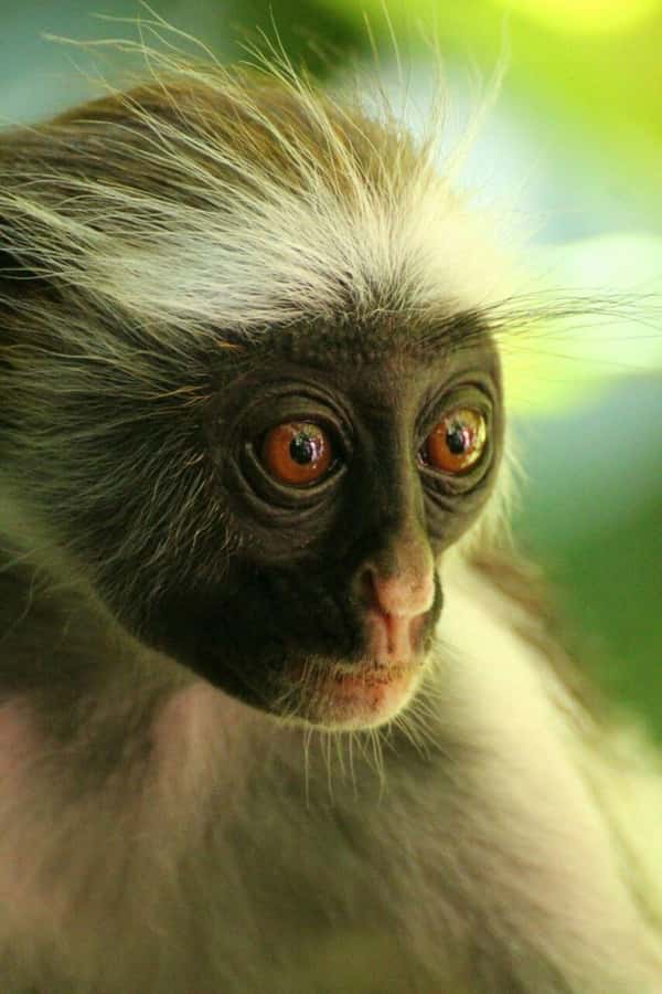 Zanzibar: Red Colobus Monkeys in Jozani Forest Guided Tour - Is $99 per person fair?