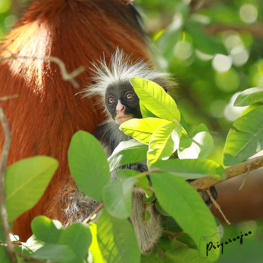 Zanzibar: Red Colobus Monkeys in Jozani Forest Guided Tour - Timing, weather, and what to wear