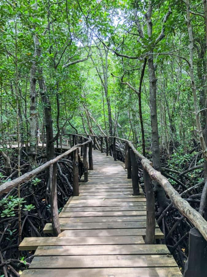 Zanzibar: Red Colobus Monkeys in Jozani Forest Guided Tour - The guides make the difference