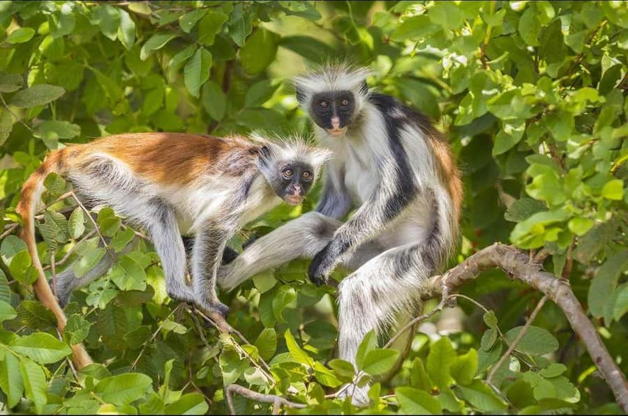 Zanzibar: Red Colobus Monkeys in Jozani Forest Guided Tour - Who should book this Jozani tour?