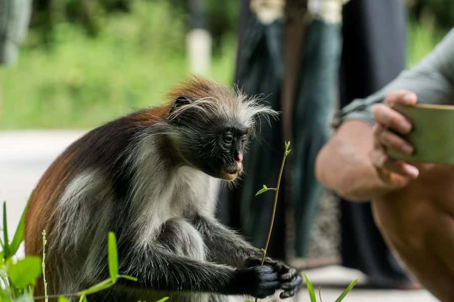 Zanzibar, Salaam Cave Tour, The Rock, Kuza Cave, Paje Beach - A full Zanzibar day built around contrast