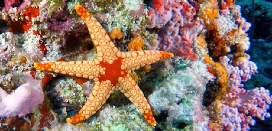 Zanzibar, Salaam Cave Tour, The Rock, Kuza Cave, Paje Beach - Paje Beach gives the day room to breathe