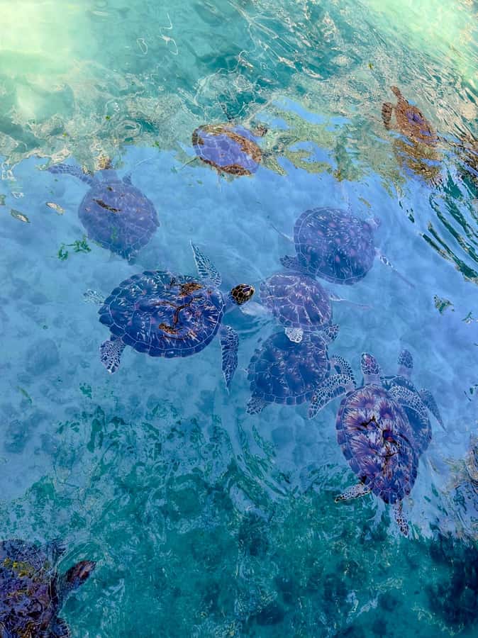Zanzibar: Sea Turtle Swim at Kizimkazi Salaam Cave Tour - Is $48 a fair price?