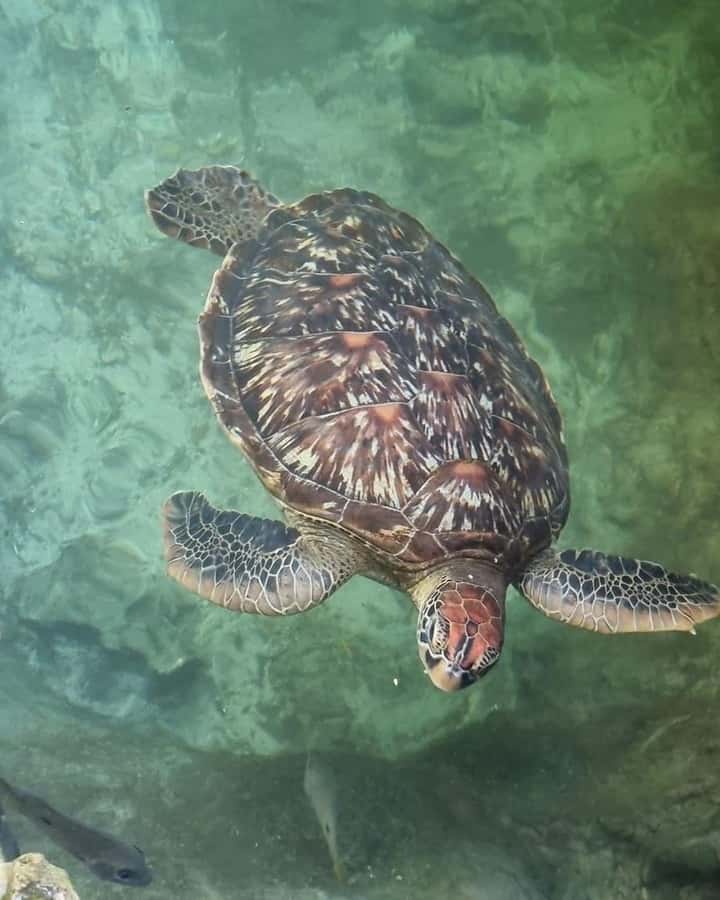 Zanzibar: Sea Turtle Swim at Salam Cave in Kizimkazi Village - Swimming with the turtles and feeding them seaweed