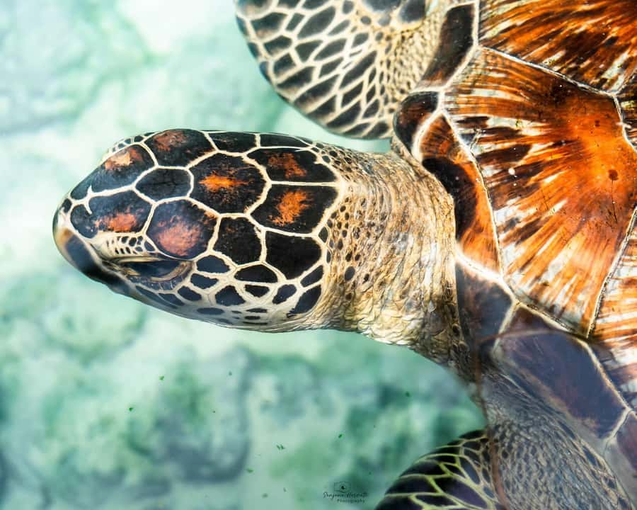 Zanzibar: Sea Turtle Swim at Salam Cave in Kizimkazi Village - How the conservation setting changes the experience