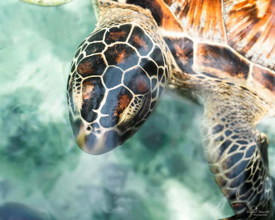 Zanzibar: Sea Turtle Swim at Salam Cave in Kizimkazi Village - Choosing the right pickup time