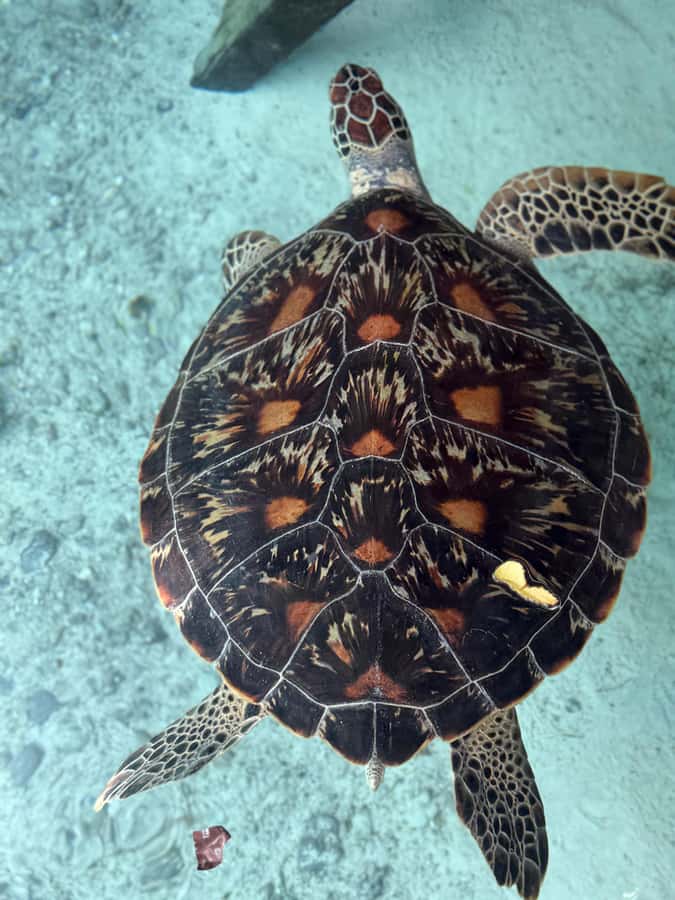 Zanzibar: Sea Turtle Swim at Salam Cave in Kizimkazi Village - What to bring and what to leave behind