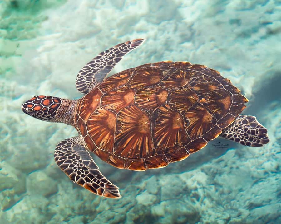 Zanzibar: Sea Turtle Swim at Salam Cave in Kizimkazi Village - The walk down into the cave