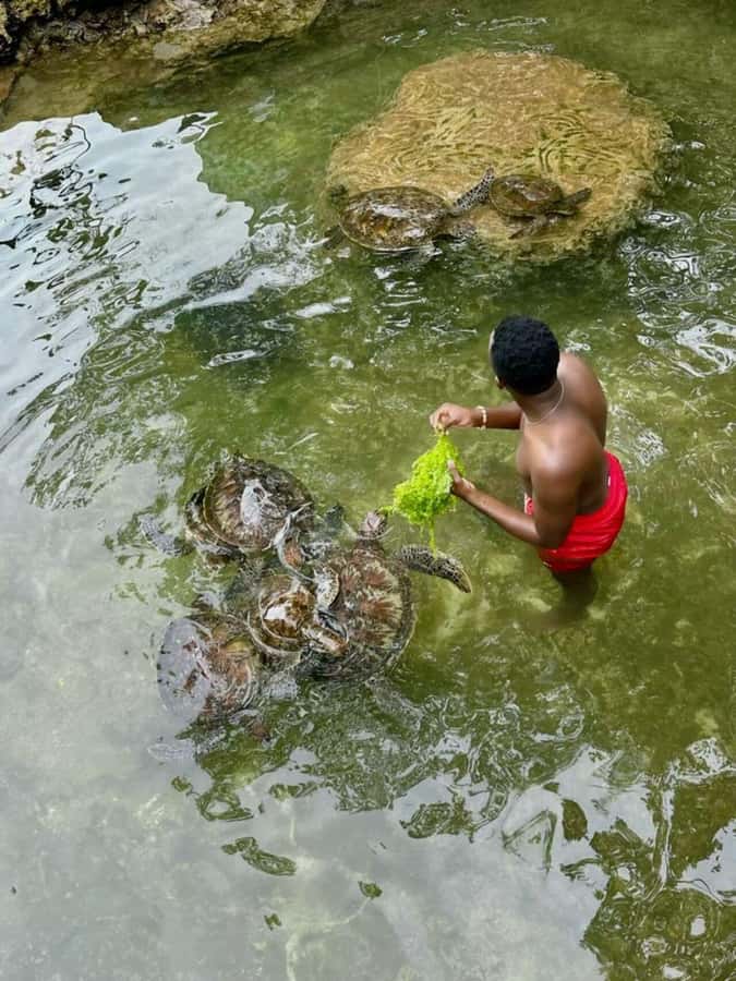 ZANZIBAR: Sea Turtle Swimming & Feeding Experience in NUNGWI - Key points about the Nungwi turtle visit
