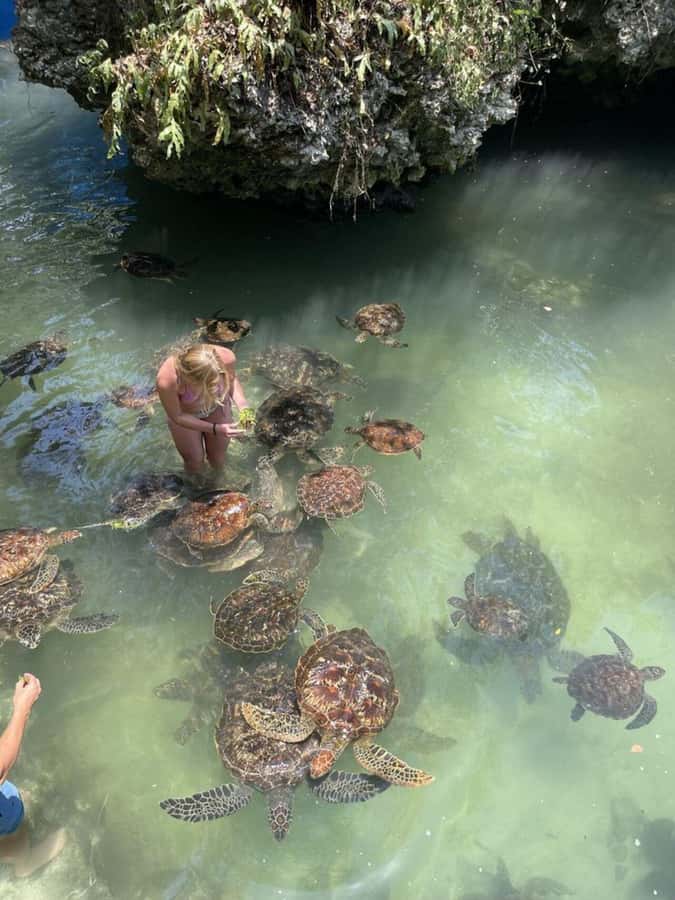 ZANZIBAR: Sea Turtle Swimming & Feeding Experience in NUNGWI - Meeting the turtles in Nungwi