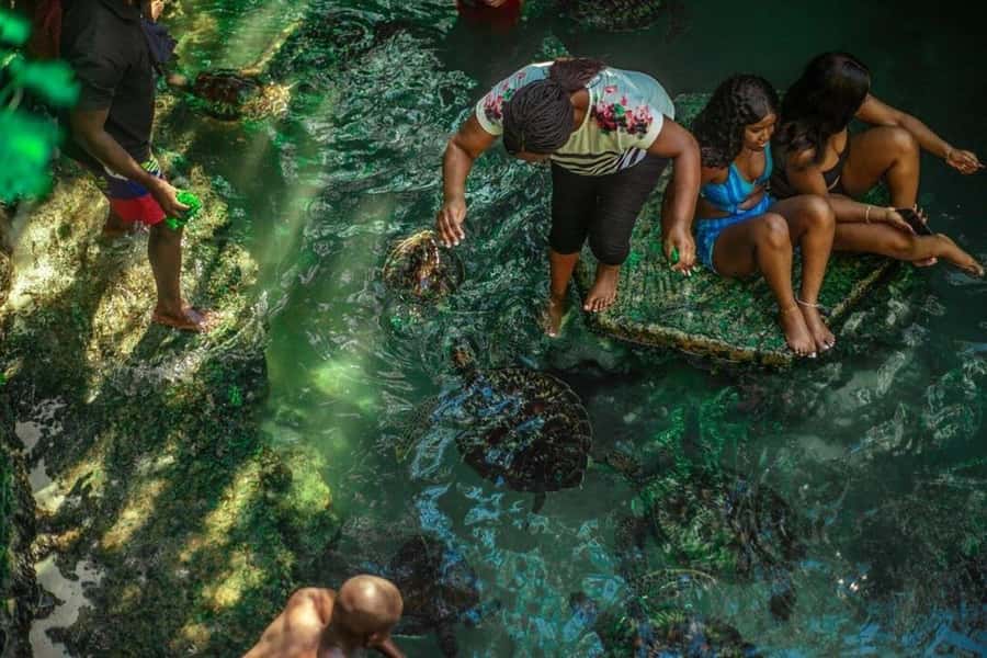 ZANZIBAR: Sea Turtle Swimming & Feeding Experience in NUNGWI - What the two-hour visit feels like