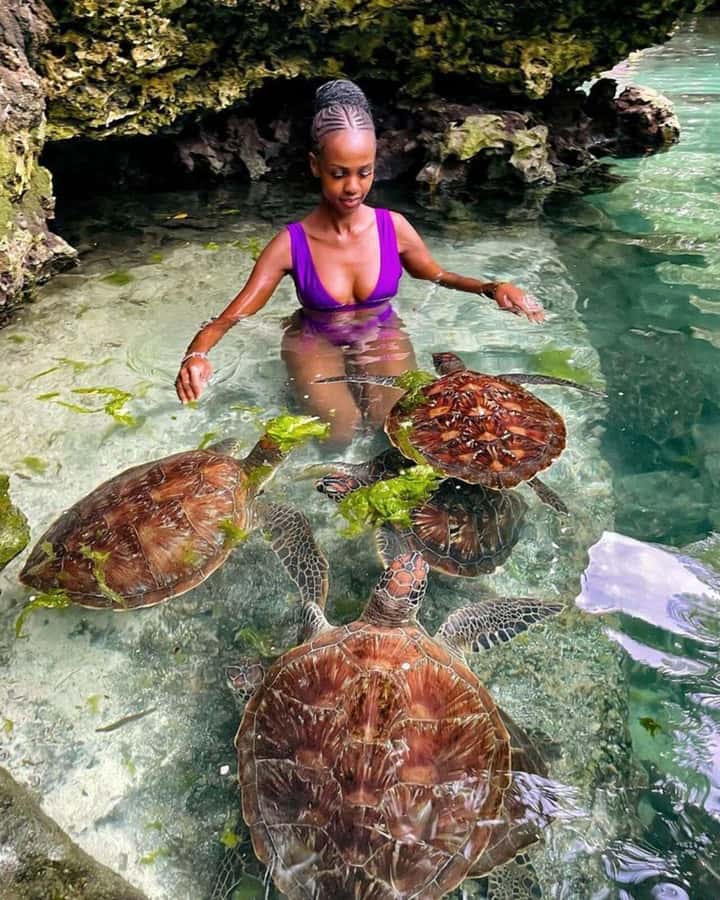 ZANZIBAR: Sea Turtle Swimming & Feeding Experience in NUNGWI - Baraka Aquarium or the Natural Lagoon