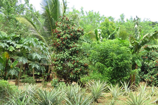 Zanzibar Spice Farm Half-Day Walking Tour - A short stop at Hamamni Persian Baths