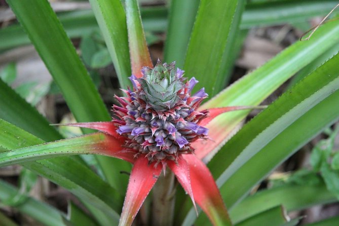 Zanzibar Spice Farm Half-Day Walking Tour - Who will enjoy this tour most?
