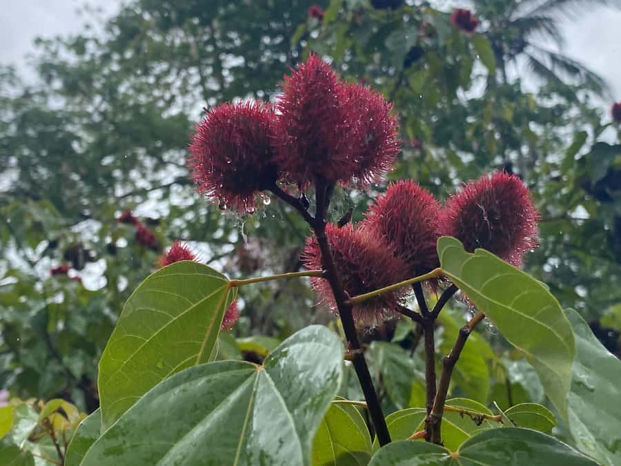 Zanzibar: Spice Farm & Stone Town Tour with Lunch - A day built around Zanzibar’s two personalities