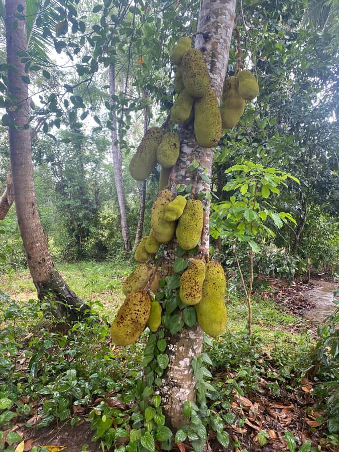 Zanzibar: Spice Farm & Stone Town Tour with Lunch - The short ride from farm to city