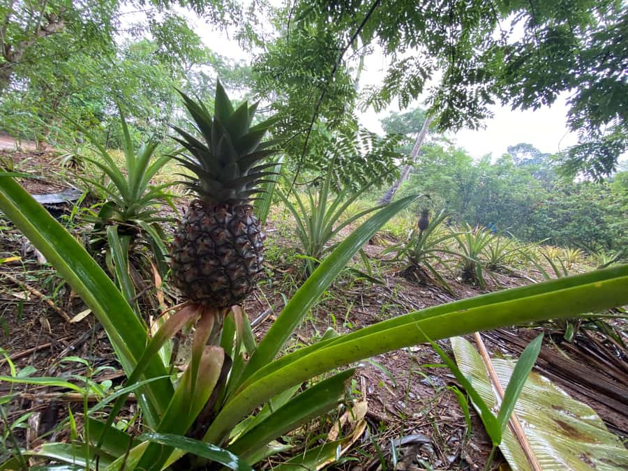 Zanzibar: Spice Farm & Stone Town Tour with Lunch - Transport, pickup, and the practical catch