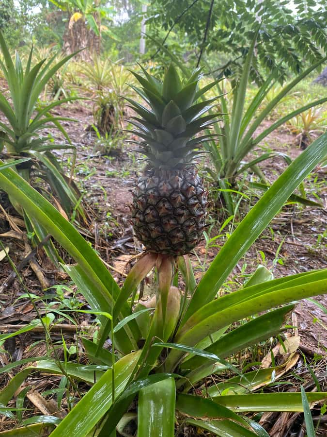 Zanzibar: Spice Farm & Stone Town Tour with Lunch - The spice farm: Zanzibar beyond the spice rack