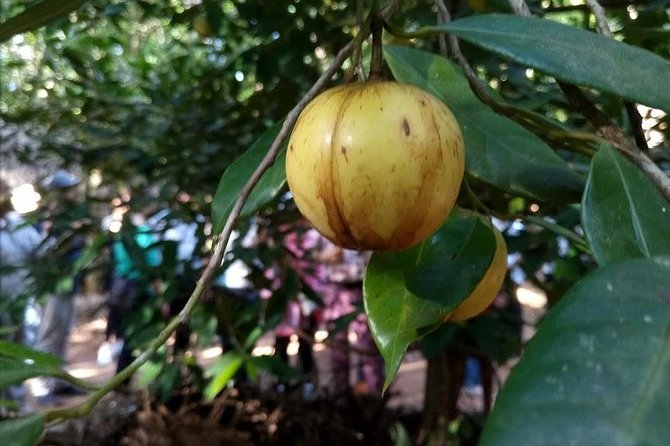 Zanzibar Spice Farm Tour - What you see among the spice plants