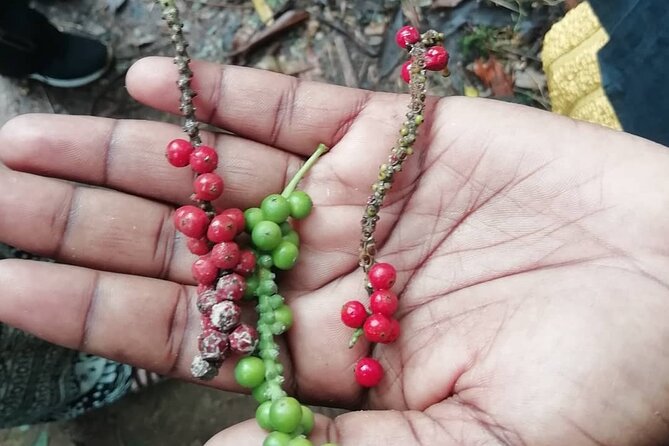 Zanzibar Spice Tour - Food, medicine, and the neem tree